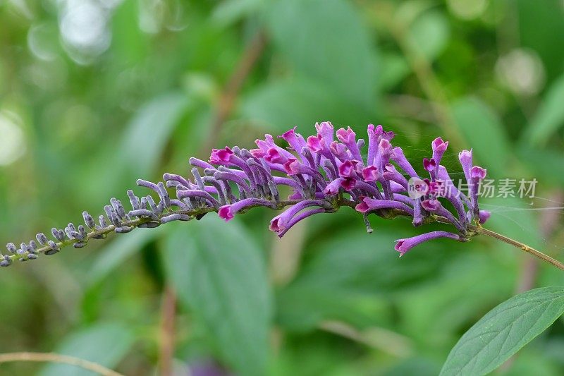 budleja lindleyana / Lindley的蝴蝶丛